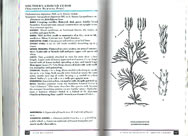 page from Peterson Field Guide to Ferns of Northeastern and Central North America