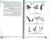 page from Peterson Field Guide to Ferns of Northeastern and Central North America