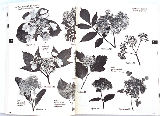 page from The Shrub Identification Book by George Symonds