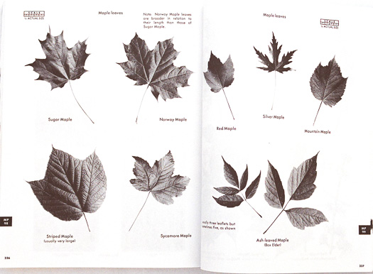 page from The Tree Identification Book by George Symonds