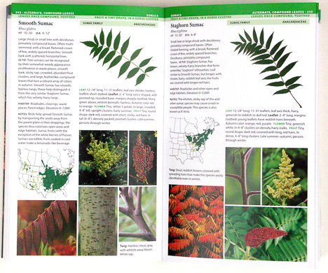 page from Field Guide to Trees of North America by Bruce Kershner, Daniel Mathews, Gil Nelson, Richard Spellenberg