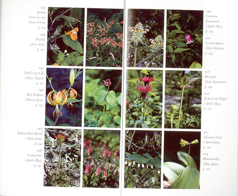 page from Wildflowers of the Blue Ridge Parkway by Anthony Alderman
