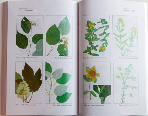 page from Guide to the Trees, Shrubs, and Woody Vines of Tennessee by B. Eugene Wofford and Edward W. Chester