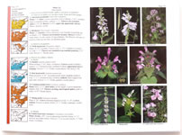 page from Wildflowers in the Field and Forest by Steven Clemants and Carol Gracie