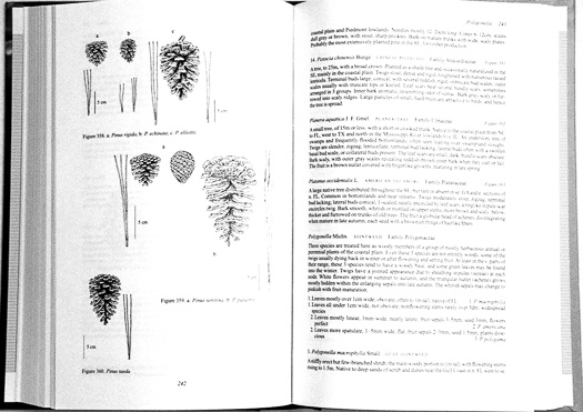 page from Woody Plants of the Southeastern US: A Winter Guide by Ron Lance