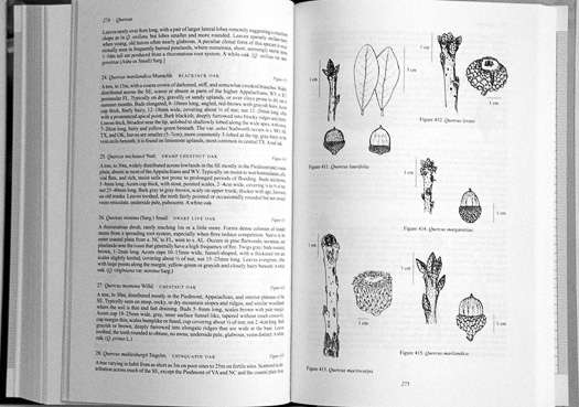 page from Woody Plants of the Southeastern US: A Winter Guide by Ron Lance