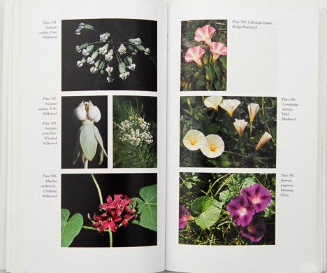 page from Wildflowers of the Southern Mountains by Richard M. Smith