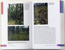 page from Wildflowers of the Sandhills Region by Bruce Sorrie