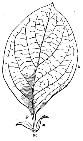 leaf of Quince