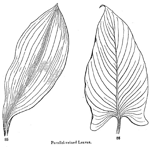 parallel-veined leaves