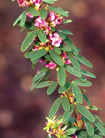 Lespedeza virginica