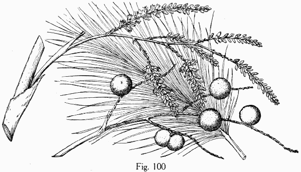Fig. 100