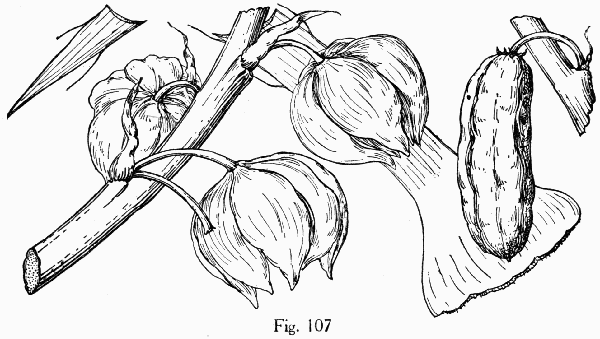 Fig. 107