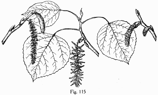 Fig. 115