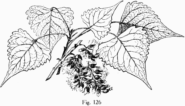 Fig. 126