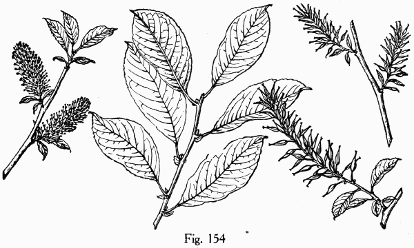 Fig. 154