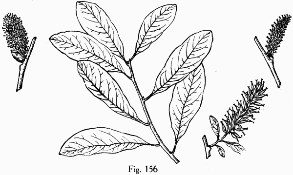 Fig. 156