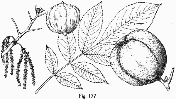 Fig. 177