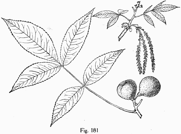 Fig. 181