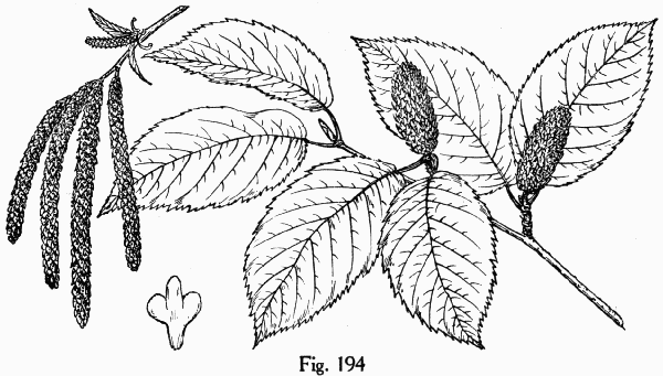 Fig. 194