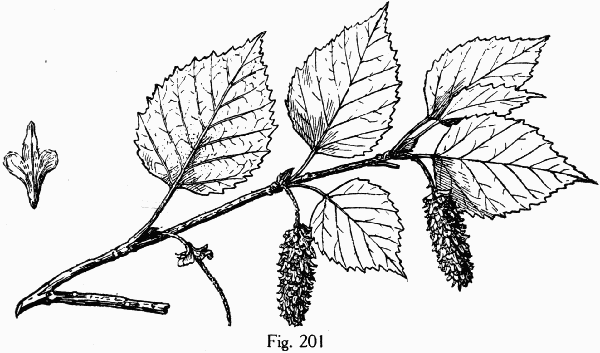 Fig. 201