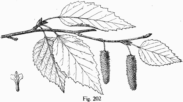 Fig. 202