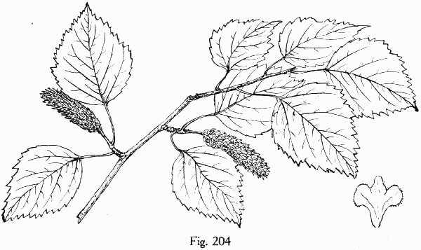 Fig. 204