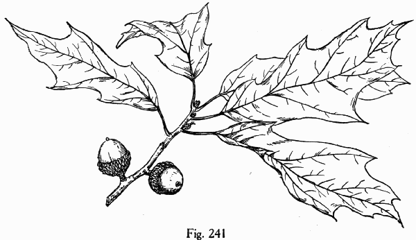 Fig. 241