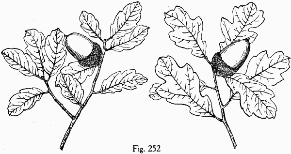 Fig. 252