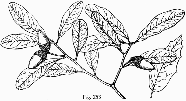 Fig. 253