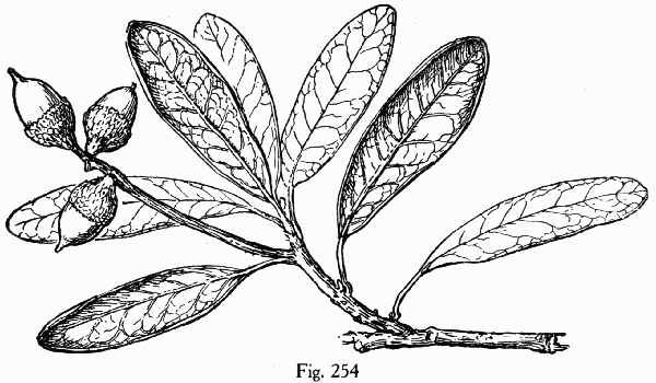 Fig. 254