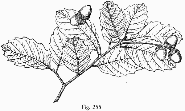 Fig. 255