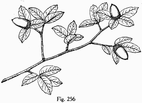 Fig. 256