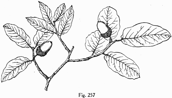 Fig. 257