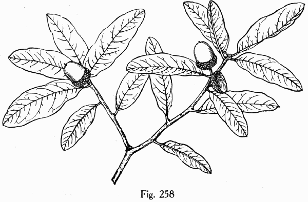 Fig. 258
