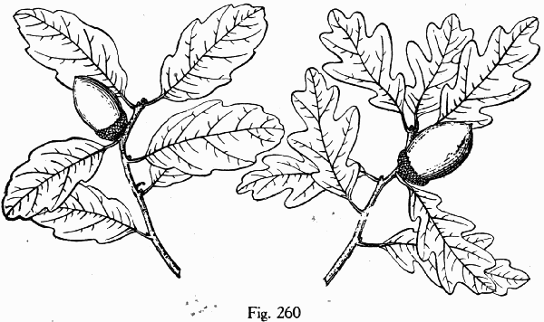 Fig. 260