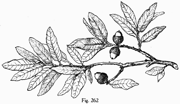 Fig. 262