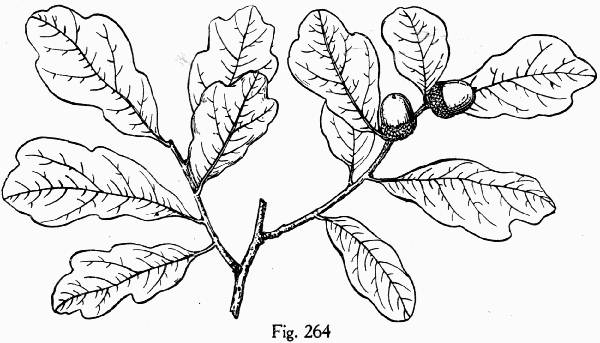Fig. 264
