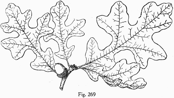 Fig. 269