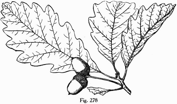 Fig. 278