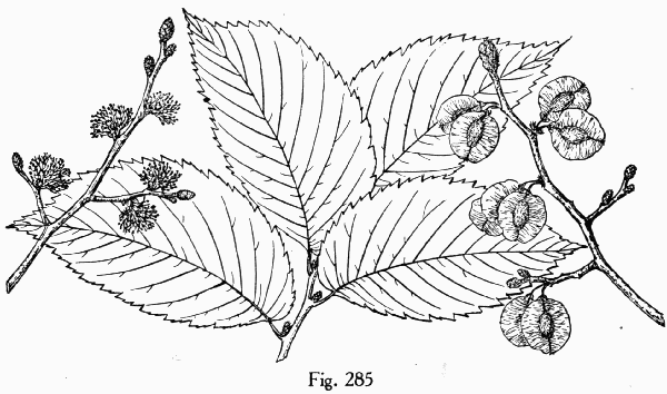 Fig. 285