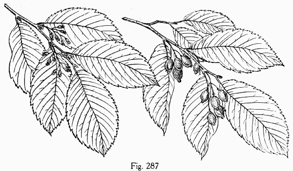 Fig. 287