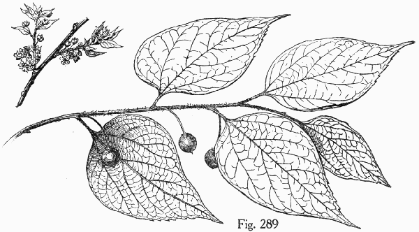 Fig. 289