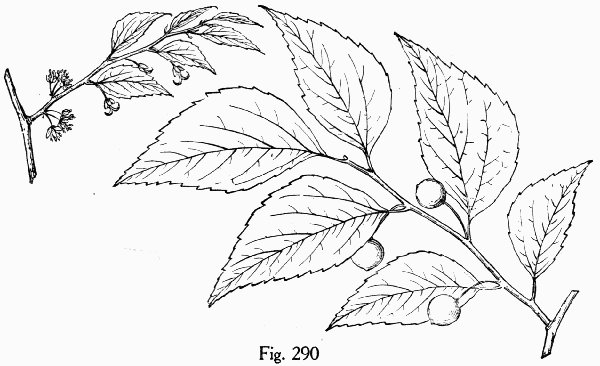 Fig. 290
