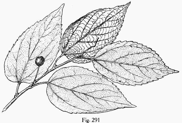 Fig. 291