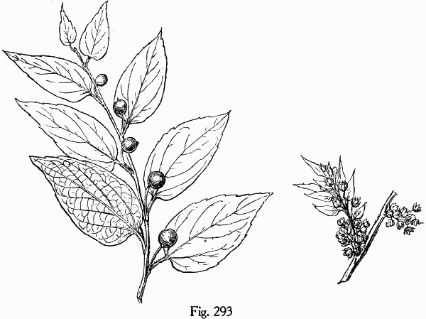 Fig. 293