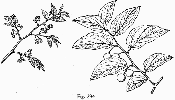 Fig. 294