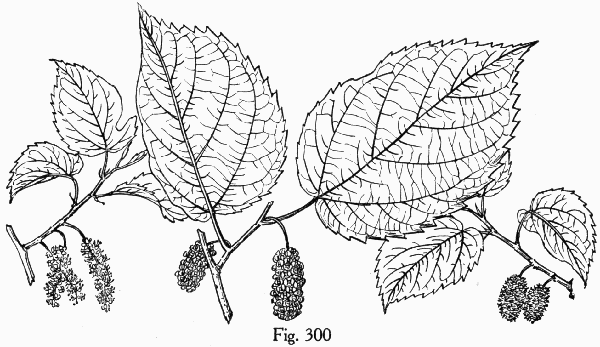Fig. 300