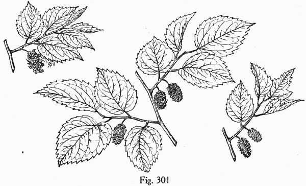 Fig. 301