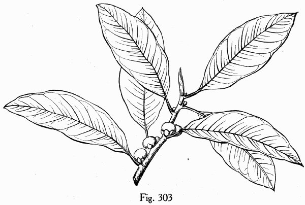Fig. 303